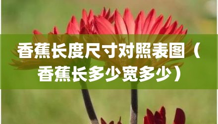 香蕉长度尺寸对照表图（香蕉长多少宽多少）