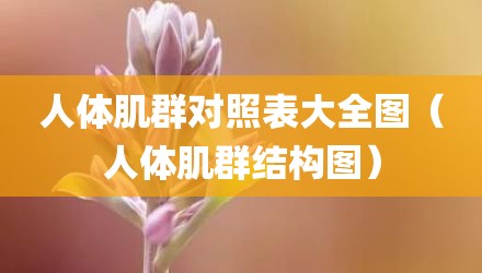 人体肌群对照表大全图（人体肌群结构图）