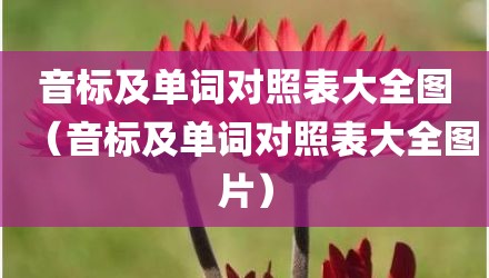 音标及单词对照表大全图（音标及单词对照表大全图片）
