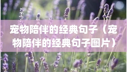 宠物陪伴的经典句子（宠物陪伴的经典句子图片）