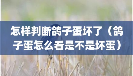 怎样判断鸽子蛋坏了（鸽子蛋怎么看是不是坏蛋）