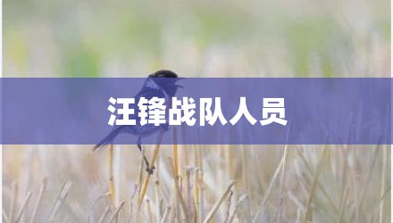 汪锋战队人员