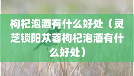 枸杞泡酒有什么好处（灵芝锁阳苁蓉枸杞泡酒有什么好处）