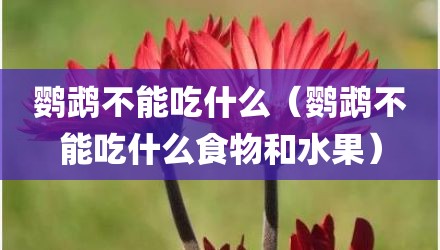 鹦鹉不能吃什么（鹦鹉不能吃什么食物和水果）