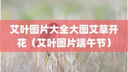 艾叶图片大全大图艾草开花(艾叶图片端午节)