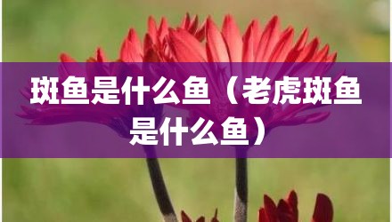 斑鱼是什么鱼（老虎斑鱼是什么鱼）