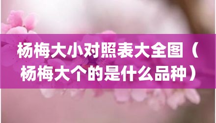 杨梅大小对照表大全图(杨梅大个的是什么品种)