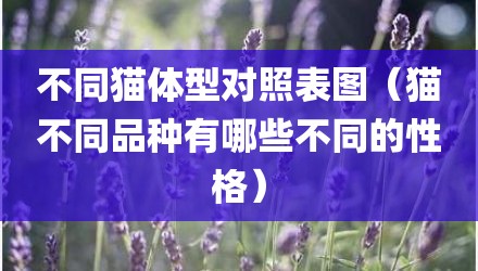 不同猫体型对照表图（猫不同品种有哪些不同的性格）