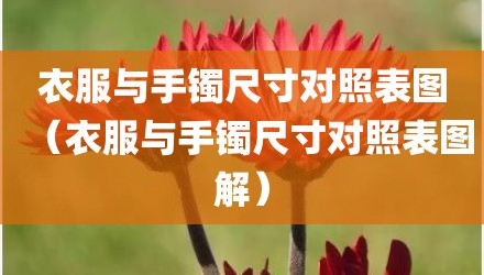 衣服与手镯尺寸对照表图（衣服与手镯尺寸对照表图解）
