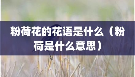 粉荷花的花语是什么（粉荷是什么意思）