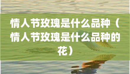 情人节玫瑰是什么品种（情人节玫瑰是什么品种的花）