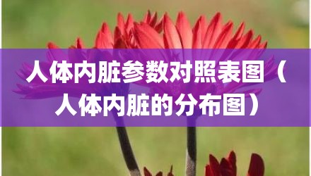 人体内脏参数对照表图(人体内脏的分布图)