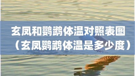 玄凤和鹦鹉体温对照表图（玄凤鹦鹉体温是多少度）