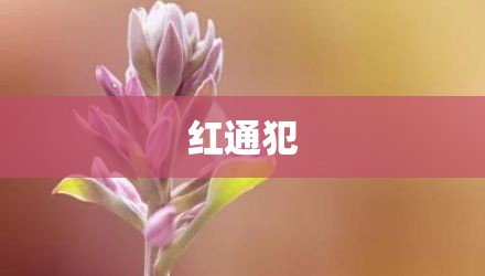 红通犯