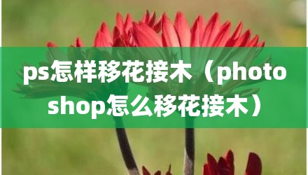 ps怎样移花接木(photoshop怎么移花接木)