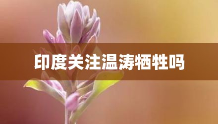 印度关注温涛牺牲吗