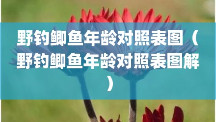 野钓鲫鱼年龄对照表图（野钓鲫鱼年龄对照表图解）
