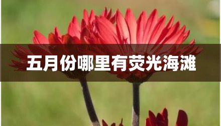 五月份哪里有荧光海滩