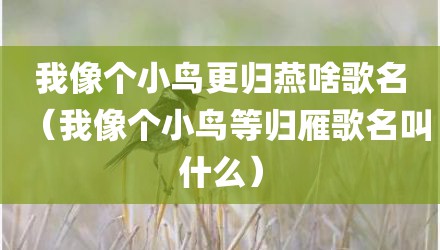 我像个小鸟更归燕啥歌名（我像个小鸟等归雁歌名叫什么）