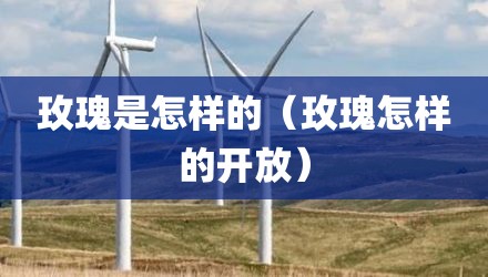 玫瑰是怎样的(玫瑰怎样的开放)
