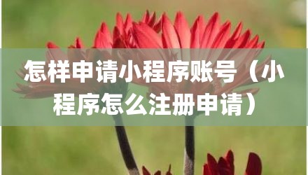 怎样申请小程序账号（小程序怎么注册申请）