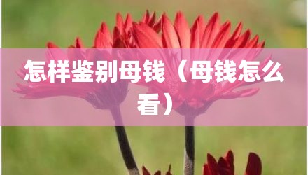 怎样鉴别母钱（母钱怎么看）