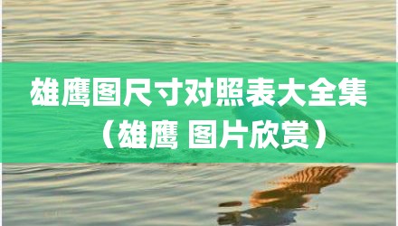 雄鹰图尺寸对照表大全集（雄鹰 图片欣赏）
