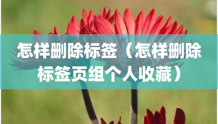 怎样删除标签（怎样删除标签页组个人收藏）