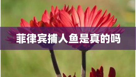 菲律宾捕人鱼是真的吗
