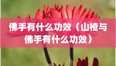 佛手有什么功效（山楂与佛手有什么功效）