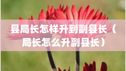 县局长怎样升到副县长（局长怎么升副县长）