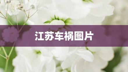 江苏车祸图片