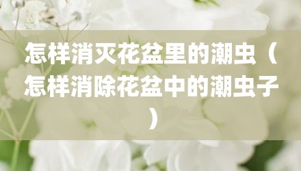 怎样消灭花盆里的潮虫（怎样消除花盆中的潮虫子）