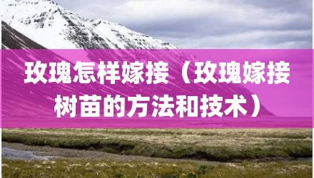玫瑰怎样嫁接（玫瑰嫁接树苗的方法和技术）