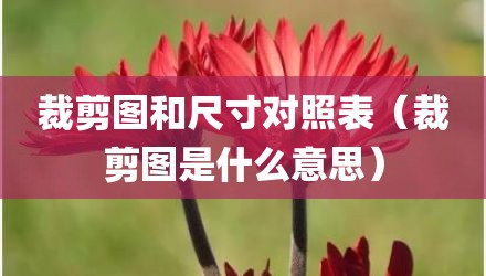 裁剪图和尺寸对照表（裁剪图是什么意思）