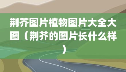 荆芥图片植物图片大全大图(荆芥的图片长什么样)