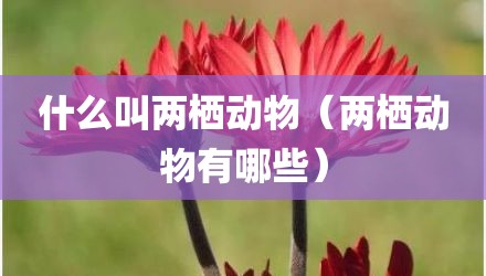 什么叫两栖动物(两栖动物有哪些)