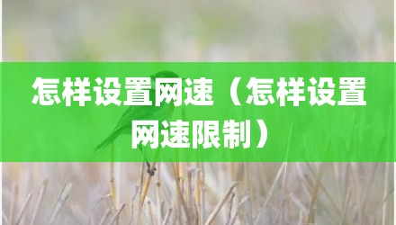 怎样设置网速（怎样设置网速限制）