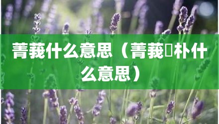菁莪什么意思（菁莪棫朴什么意思）