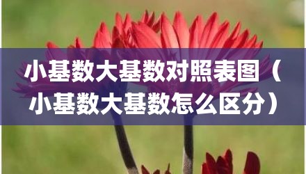 小基数大基数对照表图（小基数大基数怎么区分）
