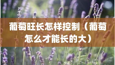 葡萄旺长怎样控制(葡萄怎么才能长的大)