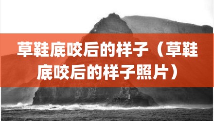 草鞋底咬后的样子（草鞋底咬后的样子照片）