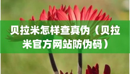 贝拉米怎样查真伪（贝拉米官方网站防伪码）