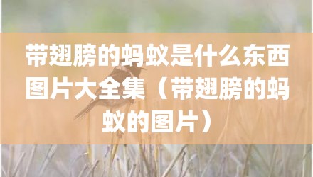 带翅膀的蚂蚁是什么东西图片大全集(带翅膀的蚂蚁的图片)
