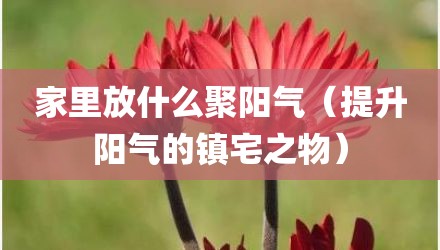 家里放什么聚阳气（提升阳气的镇宅之物）