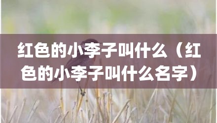 红色的小李子叫什么（红色的小李子叫什么名字）