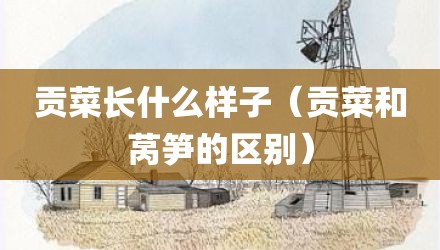 贡菜长什么样子（贡菜和莴笋的区别）