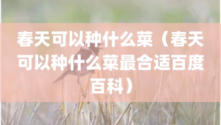 春天可以种什么菜（春天可以种什么菜最合适百度百科）
