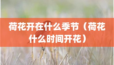 荷花开在什么季节（荷花什么时间开花）
