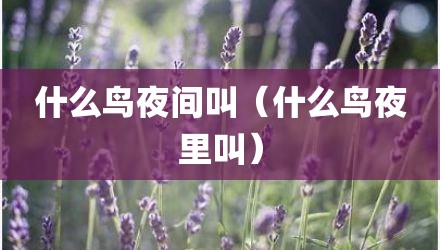 什么鸟夜间叫（什么鸟夜里叫）